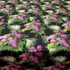 Lilac Floral Upholstery Fabric