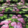 Lilac Floral Upholstery Fabric