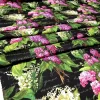 Lilac Floral Upholstery Fabric